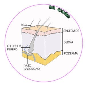 illustrazione scientifica, sezione della cute con specifica delle diverse parti
