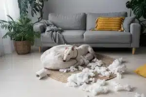 cane che ha distrutto divano perché l'ambiente domestico non è adatto alle sue esigenze