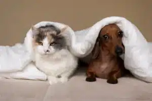 cane e gatto si tengono a distanza: gli animali di casa possono non andare d'accordo