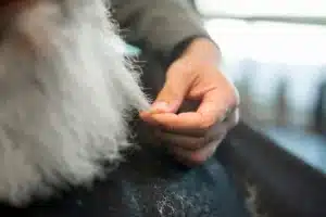 animale domestico che perde tanto pelo in casa