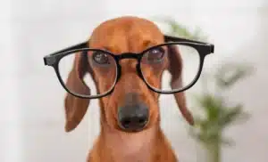 cane con occhiali: prima di regalare un cane bisogna informarsi