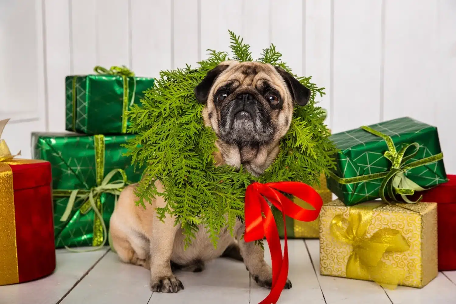 cane in mezzo ai regali di natale con ghirlanda al collo