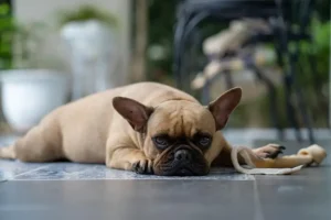 cane che non mangia la pappa accanto a lui