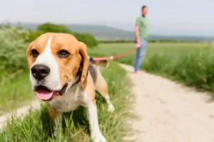 cane durante la passeggiata col padrone, consiglio per stimolare l'appetito