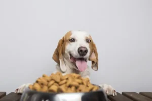 cane felice davanti alle crocchette, senza più inappetenza