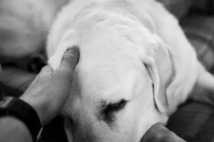 cane depresso o spaventato confortato dal padrone