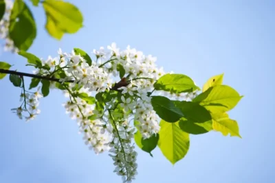 fiore di bancospino, calmante naturale