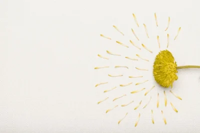 fiore di tarassaco, diuretico naturale