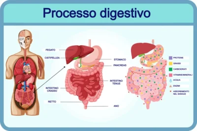 illustrazione scientifica del processo di digestione