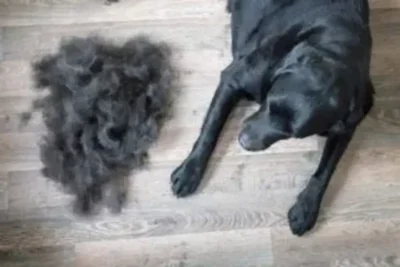 cane con molto pelo perso durante la muta rischia blocco intestinale