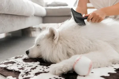 cane che viene spazzolato per eliminare l'eccesso di pelo durante la muta stagionale